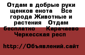 Отдам в добрые руки щенков енота. - Все города Животные и растения » Отдам бесплатно   . Карачаево-Черкесская респ.